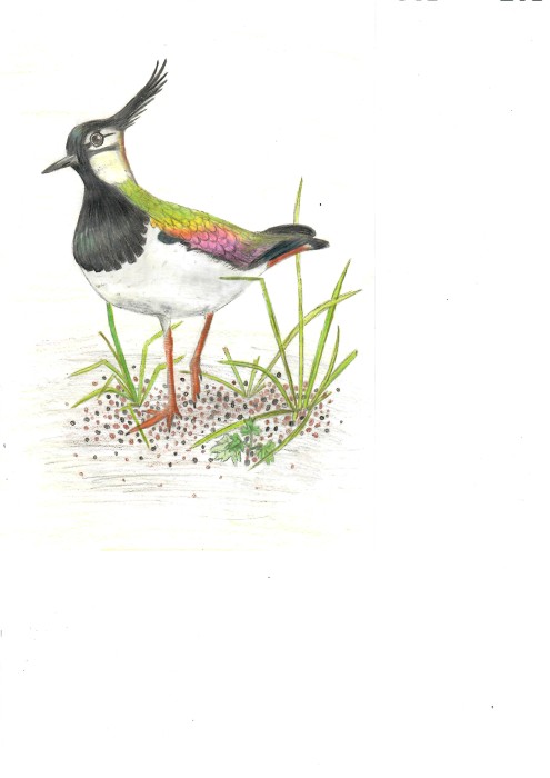 Image 01